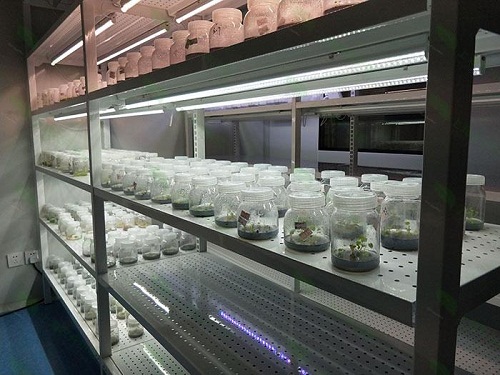 枝江植物组织培养实验室设计建设方案